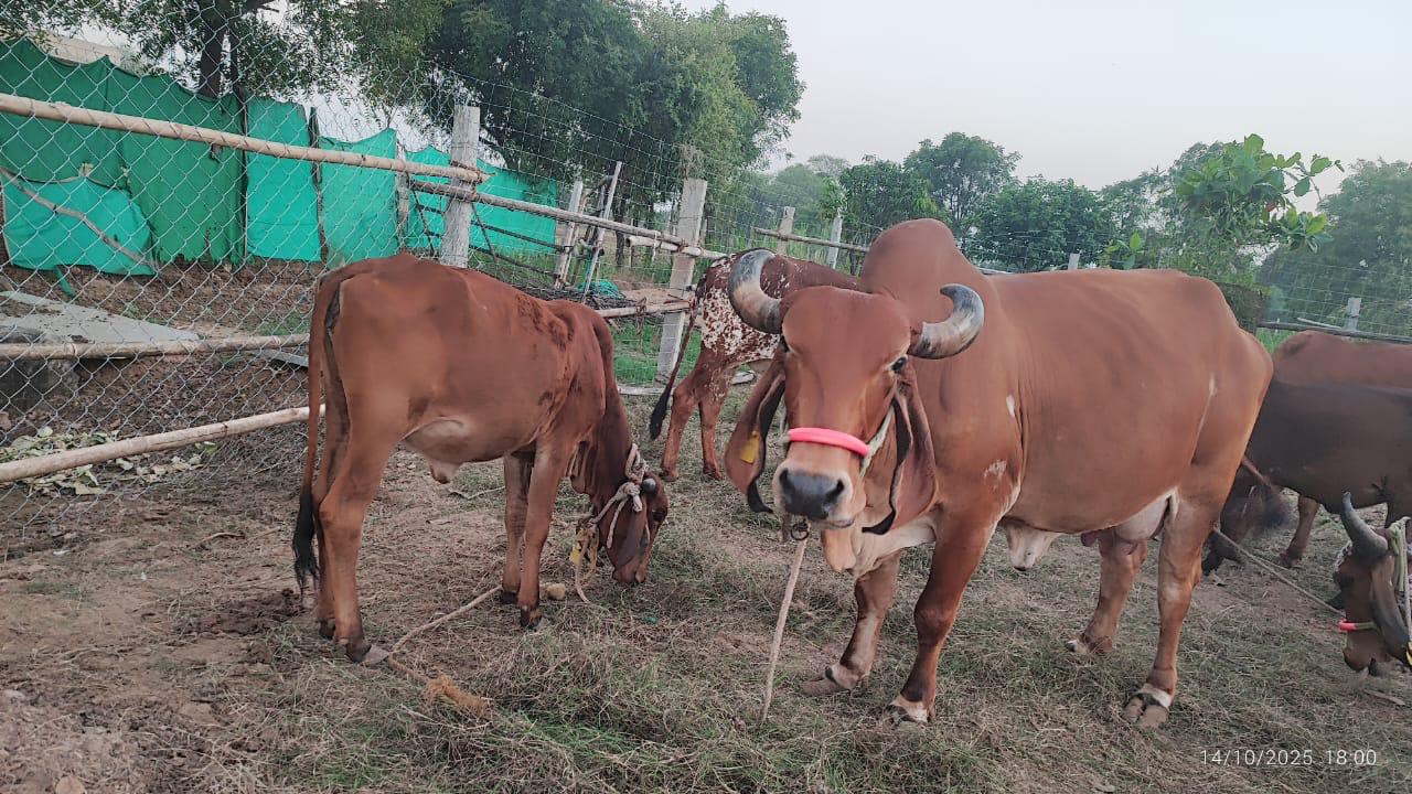 Gir cow at Amritshala farm