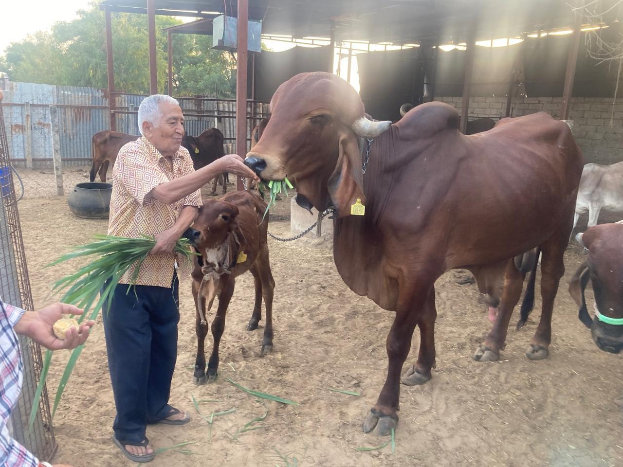 Amratshala Gir cow photo 3