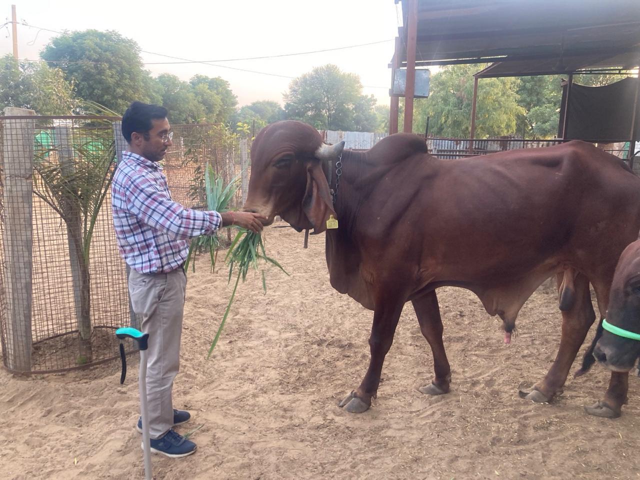Amratshala Gir cow photo 4