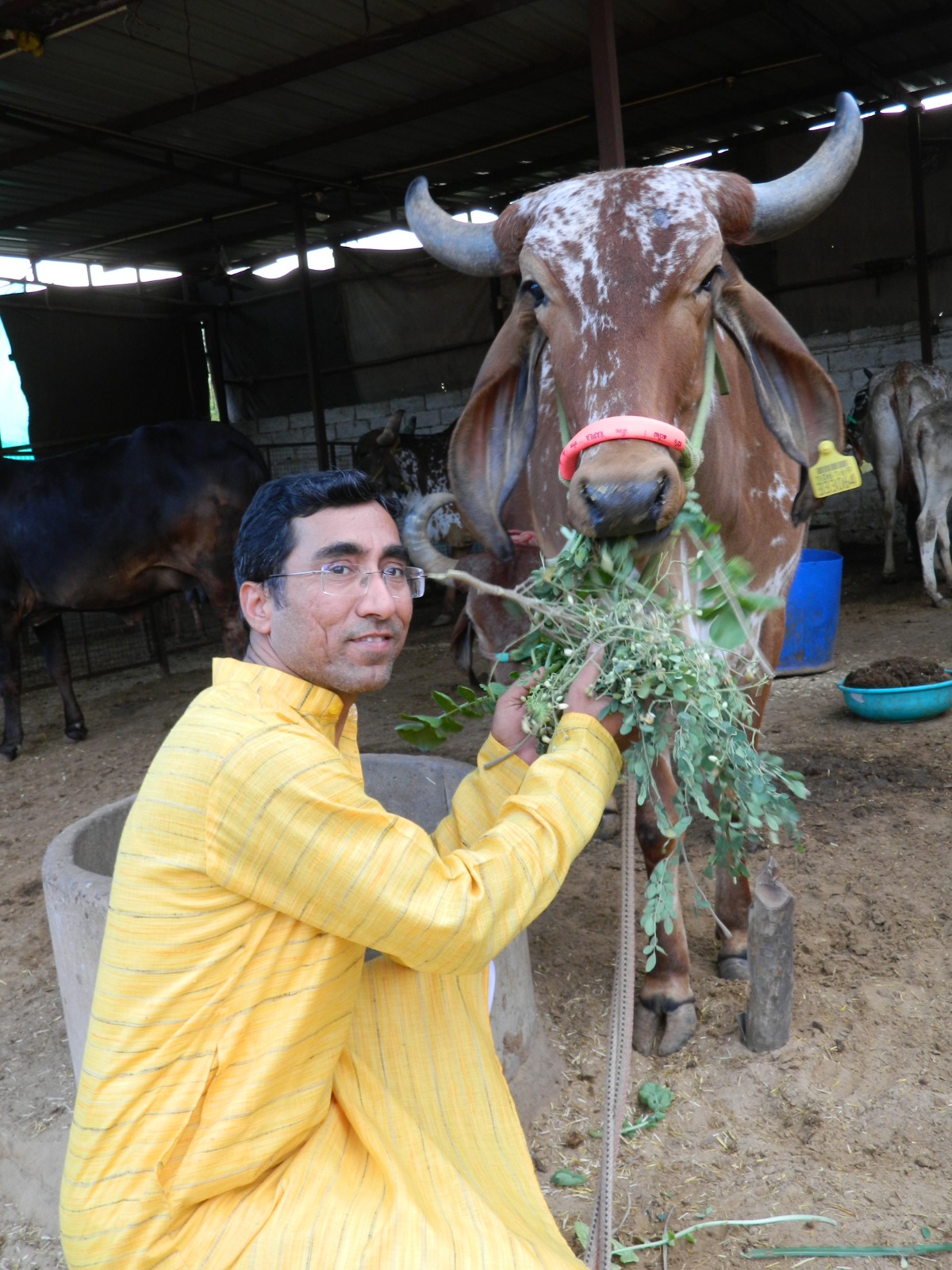 Amratshala Gir cow photo 6