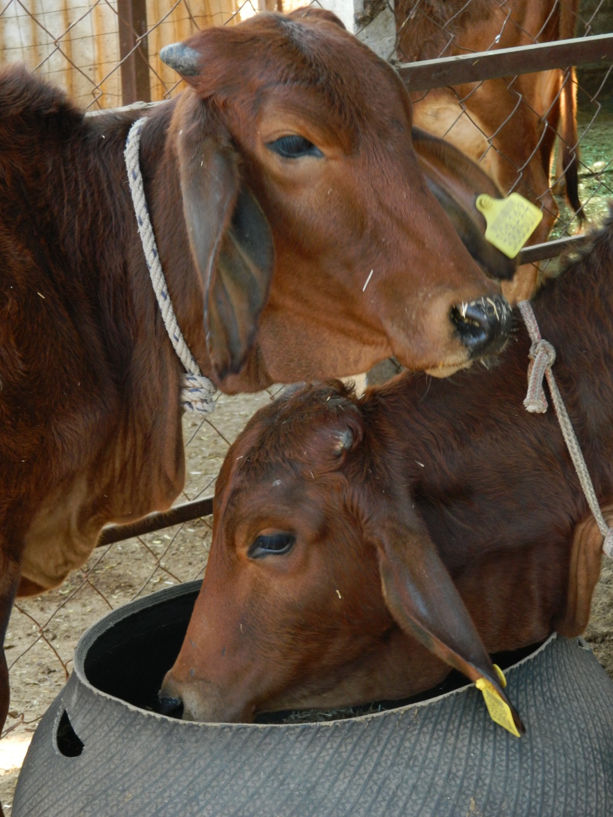 Amratshala Gir cow photo 7