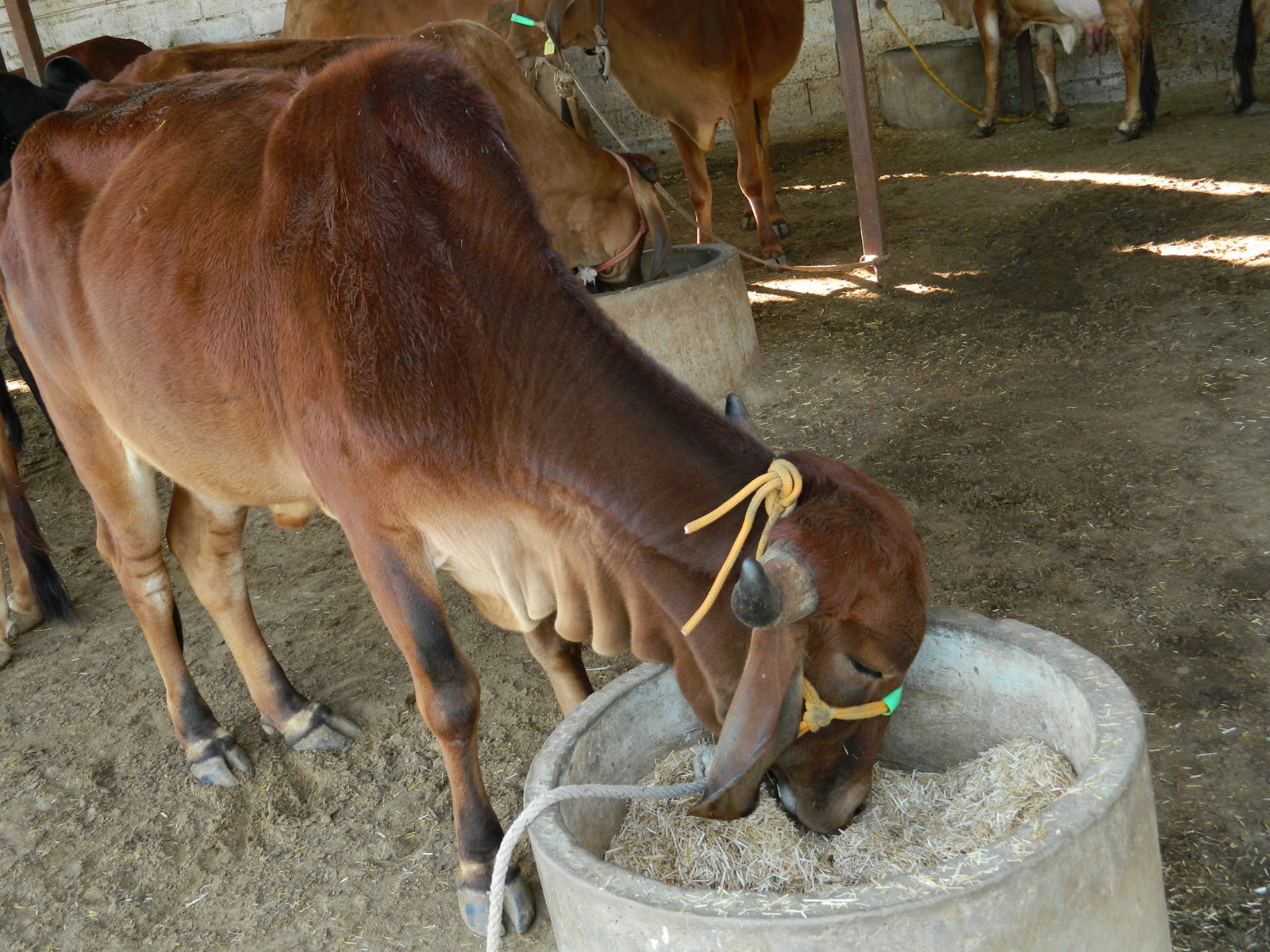 Amratshala Gir cow photo 8