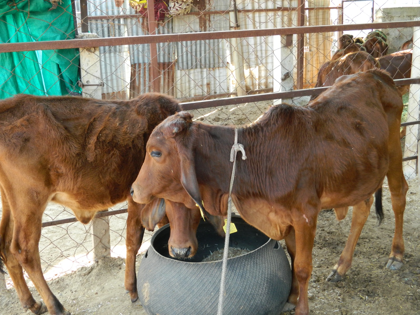 Amratshala Gir cow photo 14