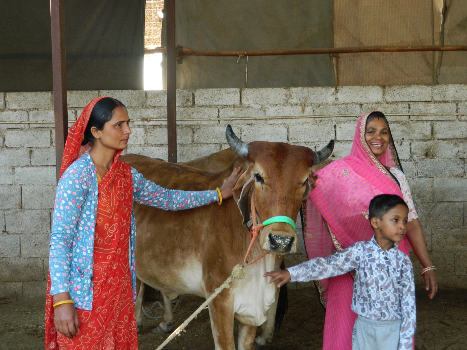Amratshala Gir cow photo 15