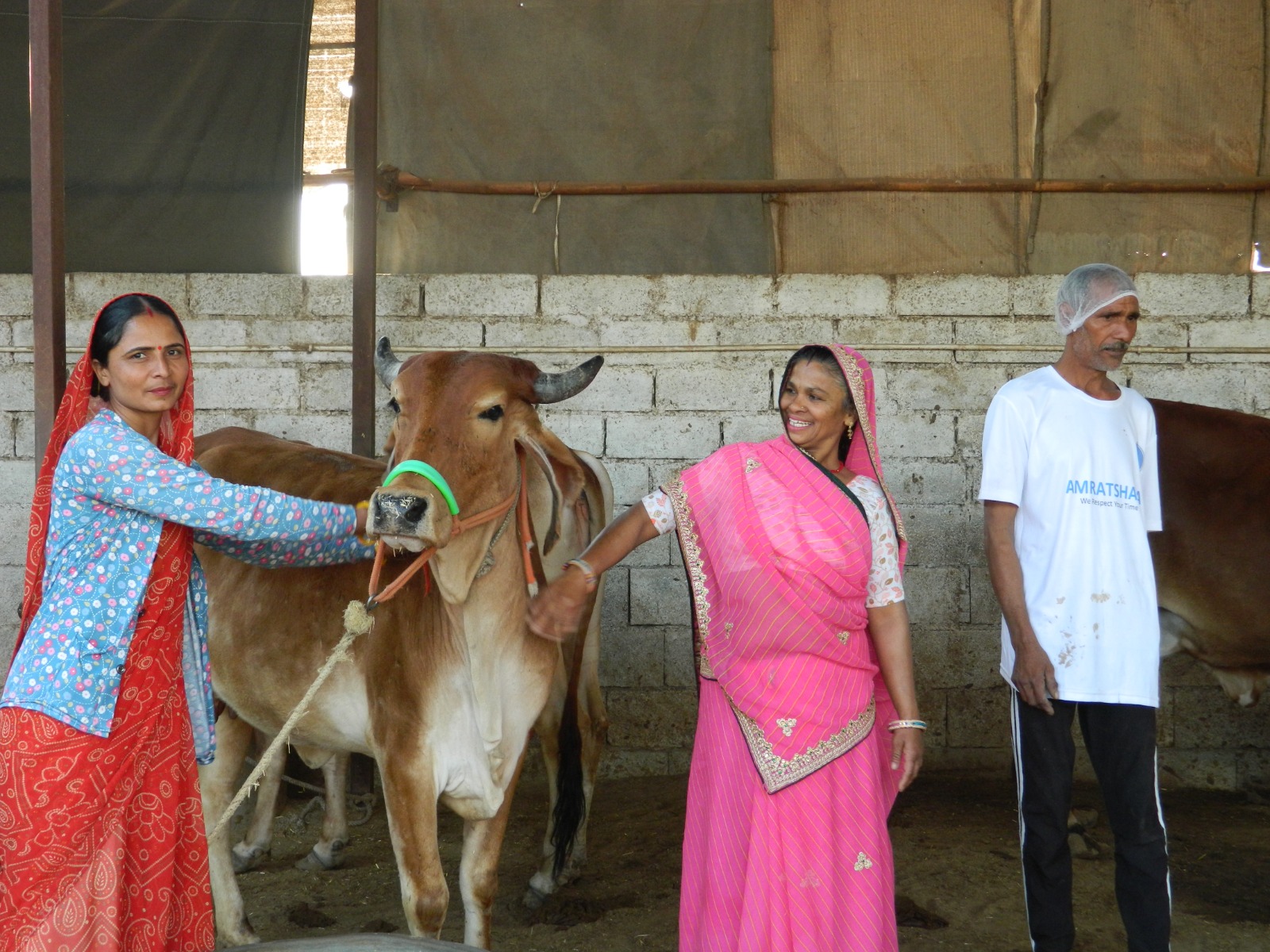 Amratshala Gir cow photo 16