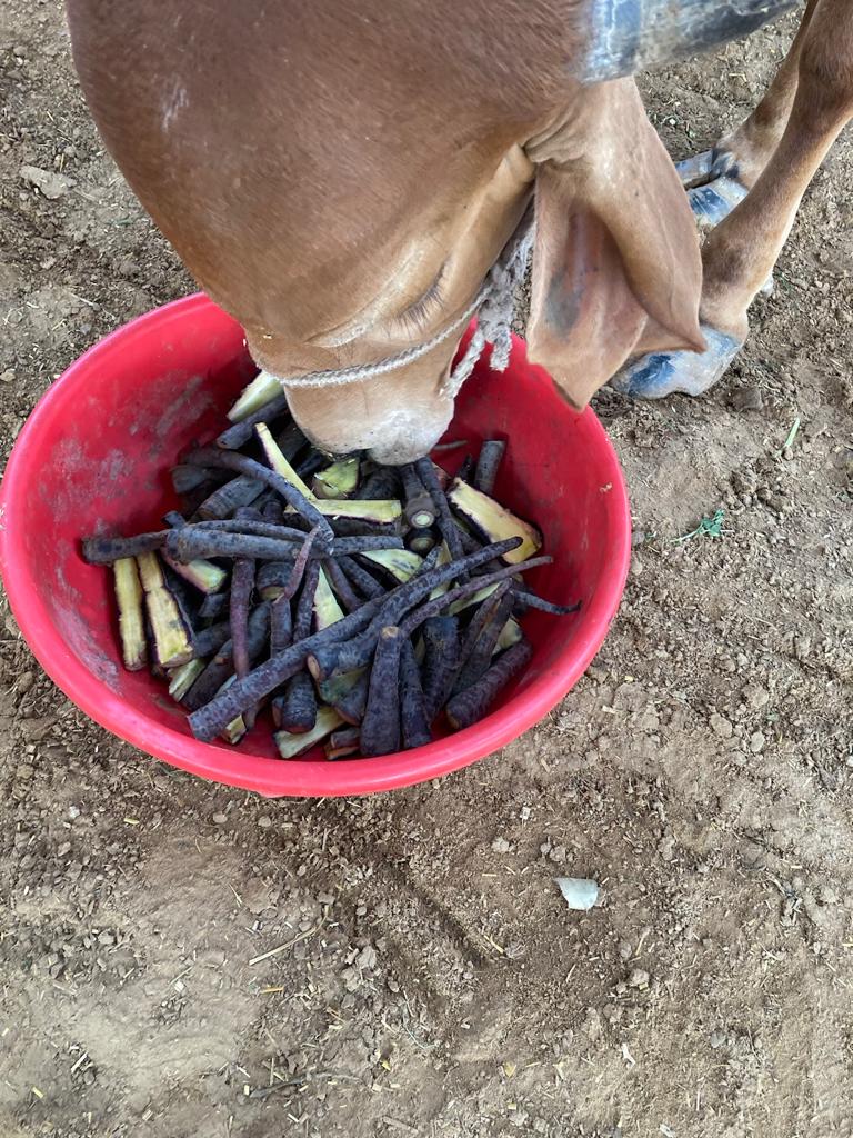 Amratshala Gir cow photo 17