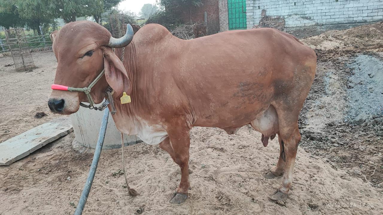 Amratshala Gir cow photo 18