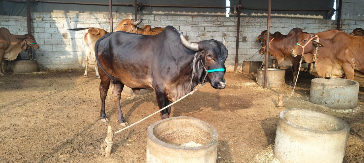 Amratshala Gir cow photo 19
