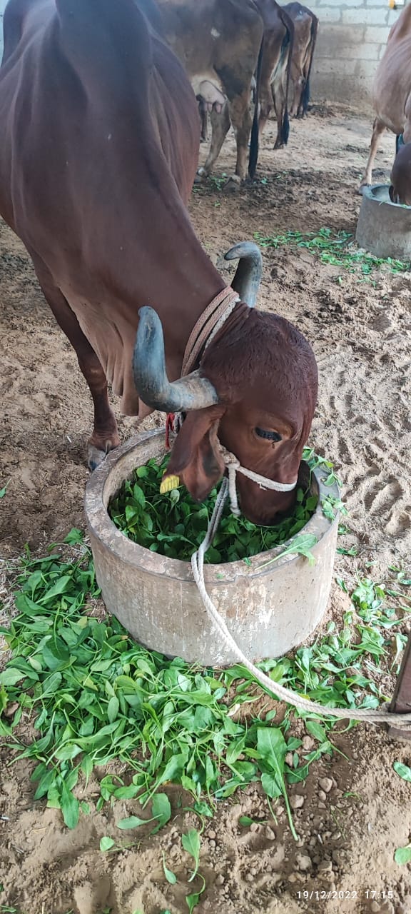 Amratshala Gir cow photo 20