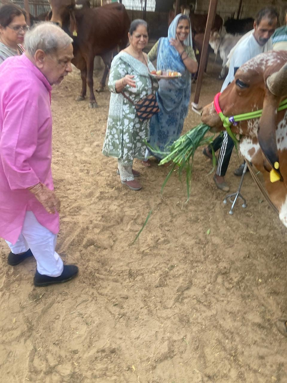 Amratshala Gir cow photo 21