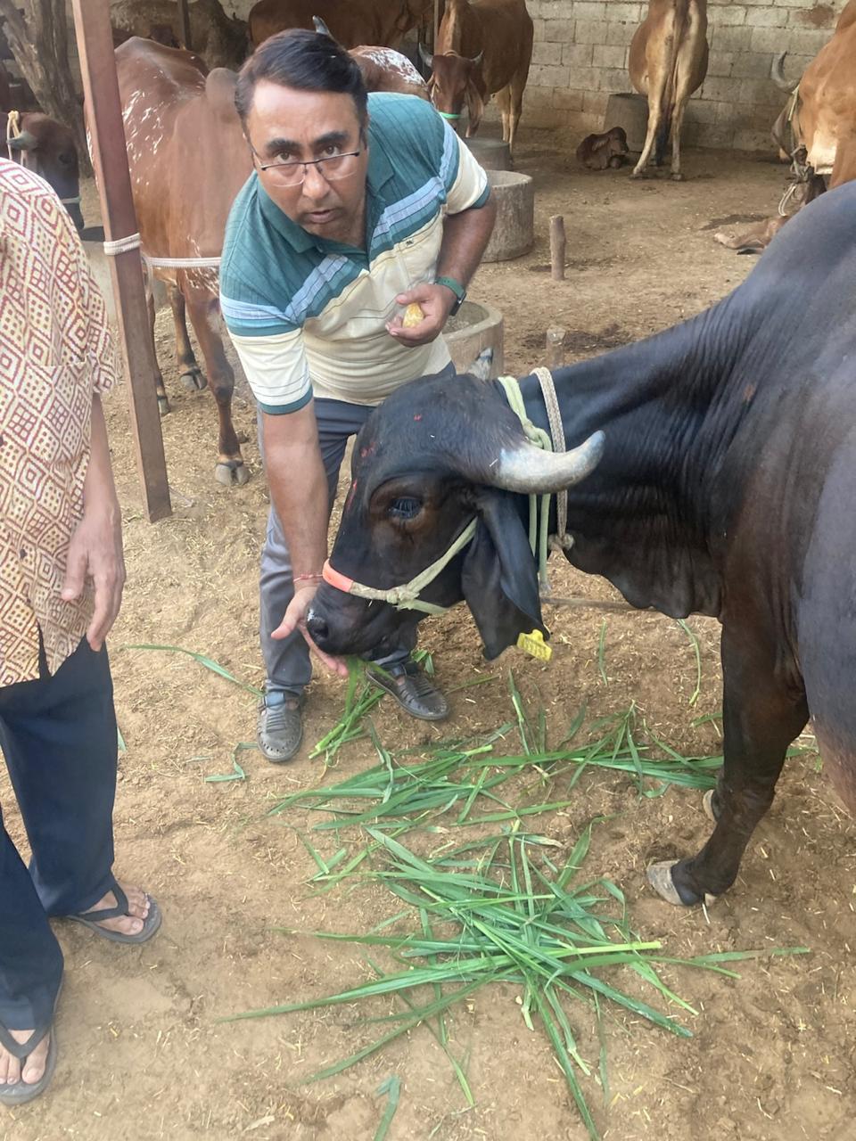 Amratshala Gir cow photo 22