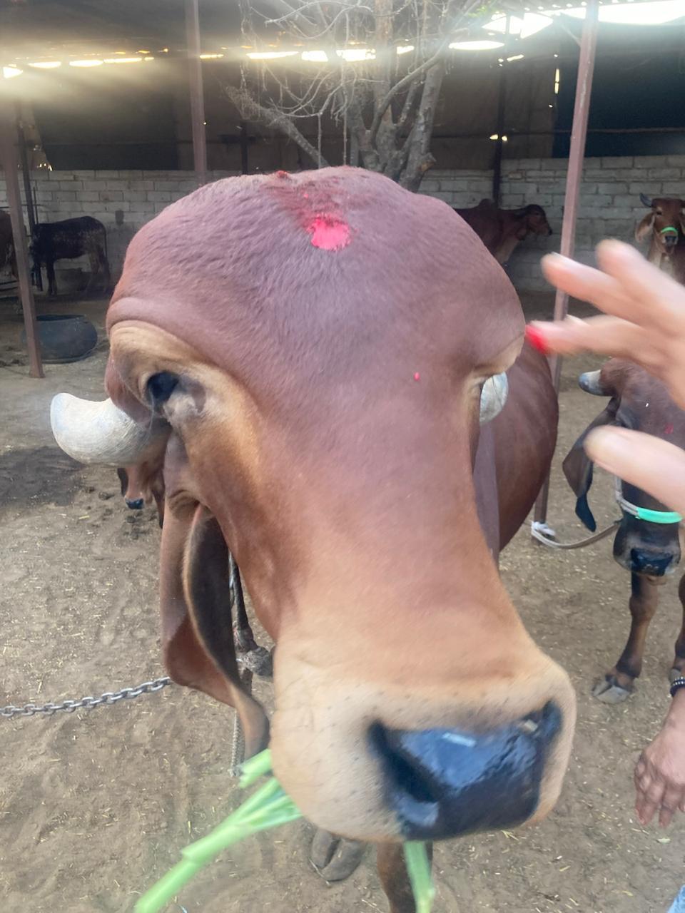 Amratshala Gir cow photo 23