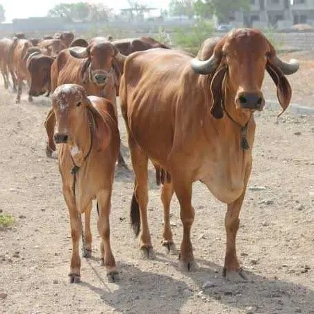 Our Dairy Farm