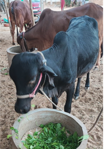 Gir Cow